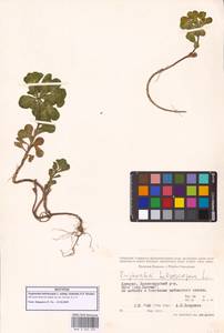 Euphorbia helioscopia subsp. helioscopioides (Loscos & Pardo) O.Bolòs, Font Quer & Vigo, Кавказ, Грузия (K4) (Грузия)