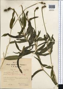 Рдест длиннейший Wulfen, Средняя Азия и Казахстан, Северный и Центральный Казахстан (M10) (Казахстан)