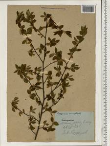 Граб восточный, Грабинник Mill., Восточная Европа, Молдавия (E13a) (Молдавия)