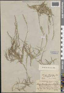 Прибрежница солончаковая (Gouan) Parl., Средняя Азия и Казахстан, Северный и Центральный Казахстан (M10) (Казахстан)