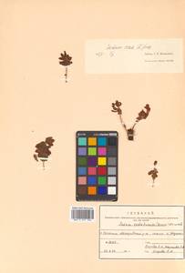 Родиола розовая, Золотой корень L., Сибирь, Дальний Восток (S6) (Россия)