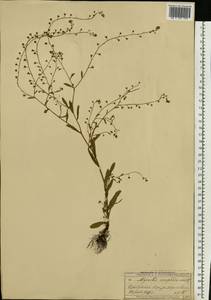 Незабудка рыхлая Lehm., Восточная Европа, Московская область и Москва (E4a) (Россия)