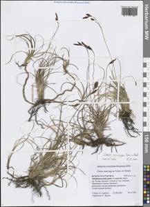 Осока каменистая, Сибирь, Прибайкалье и Забайкалье (S4) (Россия)