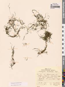 Рдест Берхтольда Fieber, Сибирь, Чукотка и Камчатка (S7) (Россия)