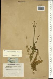 Мачок рогатый (L.) Rudolph, Кавказ, Ставропольский край, Карачаево-Черкесия, Кабардино-Балкария (K1b) (Россия)