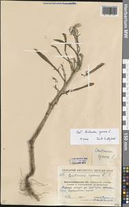 Василек синий L., Восточная Европа, Северо-Украинский район (E11) (Украина)