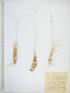 Ковылечек альпийский (F.Schmidt) Sipliv., Сибирь, Дальний Восток (S6) (Россия)