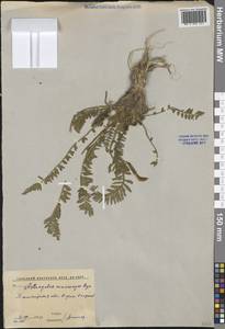 Астрагал длинноноготковый Bunge, Средняя Азия и Казахстан, Сырдарьинские пустыни и Кызылкумы (M7) (Узбекистан)