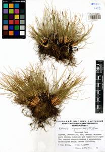 Carex myosuroides Vill., Сибирь, Прибайкалье и Забайкалье (S4) (Россия)