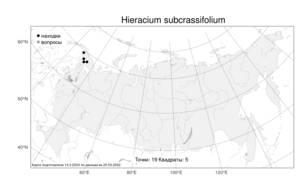 Hieracium subcrassifolium, Яcтребинка почтитолстолистная (Zahn) Üksip, Атлас флоры России (FLORUS) (Россия)
