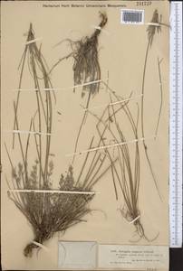 Astragalus scoparius Schrenk, Средняя Азия и Казахстан, Джунгарский Алатау и Тарбагатай (M5) (Казахстан)