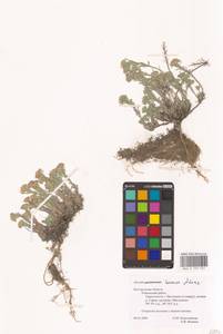 Бурачок ленский Adams, Восточная Европа, Центральный лесостепной район (E6) (Россия)