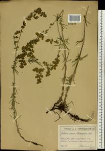 Подмаренник настоящий L., Восточная Европа, Московская область и Москва (E4a) (Россия)