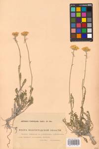 Archanthemis trotzkiana (Claus ex Bunge) Lo Presti & Oberpr., Восточная Европа, Нижневолжский район (E9) (Россия)