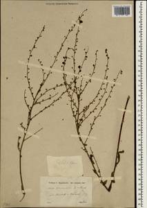 Verbascum germaniciae Hausskn., Зарубежная Азия (ASIA) (Турция)