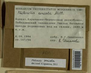 Philonotis seriata Mitt., Гербарий мохообразных, Мхи - Северный Кавказ и Предкавказье (B12) (Россия)