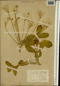 Petroedmondia syriaca (Boiss.) Tamamsch., Зарубежная Азия (ASIA) (Сирия)