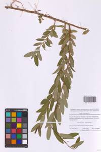 Ива трехтычинковая L., Восточная Европа, Московская область и Москва (E4a) (Россия)