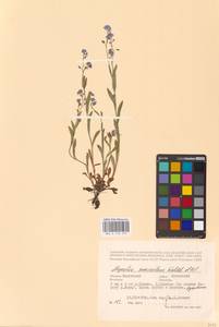 MHA 0 153 475, Myosotis alpestris subsp. suaveolens (Waldst. & Kit. ex Willd.) Strid, Восточная Европа, Центральный район (E4) (Россия)