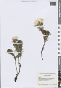 Горицвет весенний, Адонис весенний L., Крым (KRYM) (Россия)