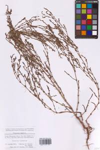 Спорыш птичий, Горец птичий L., Восточная Европа, Московская область и Москва (E4a) (Россия)