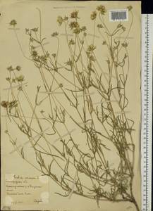 Ломелозия серебристая (L.) Greuter & Burdet, Восточная Европа, Нижневолжский район (E9) (Россия)