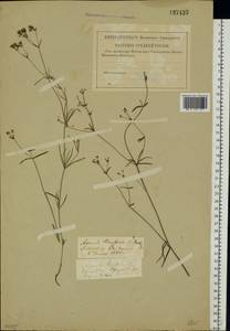 Asperula tinctoria L., Восточная Европа, Центральный лесостепной район (E6) (Россия)