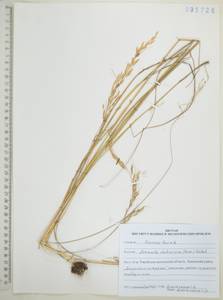 Helictochloa dahurica (Kom.) Romero Zarco, Сибирь, Дальний Восток (S6) (Россия)