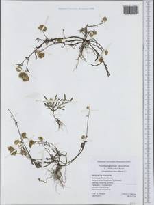 Helichrysum luteoalbum (L.) Rchb., Западная Европа (EUR) (Германия)