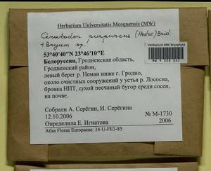 Bryum, Гербарий мохообразных, Мхи - Белоруссия (B2) (Белоруссия)