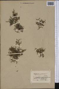 Bryodesma sibiricum (Milde) Soják, Америка (AMER) (США)