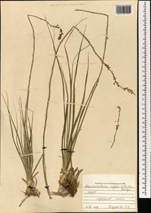 Anemarrhena asphodeloides Bunge, Монголия (MONG) (Монголия)