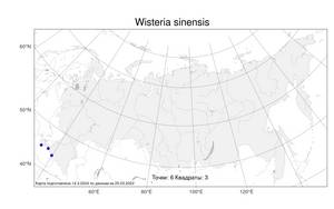 Wisteria sinensis, Глициния китайская (Sims) DC., Атлас флоры России (FLORUS) (Россия)