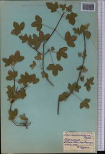 Клен туркменский (Pojark. ex Czerniak.) Rech.fil., Средняя Азия и Казахстан, Копетдаг, Бадхыз, Малый и Большой Балхан (M1) (Туркмения)