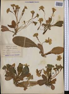 Primula vulgaris subsp. vulgaris, Западная Европа (EUR) (Италия)
