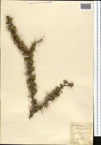 Berberis ulicina Hook. fil. & Thomson, Средняя Азия и Казахстан, Северный и Центральный Тянь-Шань (M4) (Киргизия)