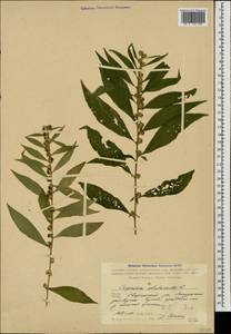 Карпезиум полынный L., Кавказ, Грузия (K4) (Грузия)