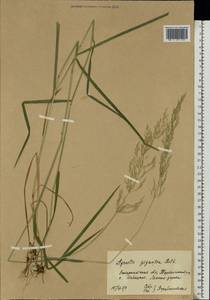 Полевица гигантская Roth, Восточная Европа, Западно-Украинский район (E13) (Украина)