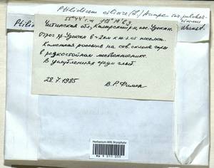 Ptilidium pulcherrimum (Weber) Vain., Гербарий мохообразных, Мхи - Прибайкалье и Забайкалье (B18) (Россия)