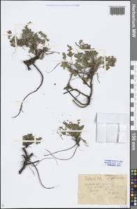 Potentilla cinerea subsp. incana (G. Gaertn., B. Mey. & Scherb.) Asch., Восточная Европа, Нижневолжский район (E9) (Россия)
