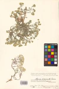Odontarrhena tortuosa subsp. tortuosa, Восточная Европа, Нижневолжский район (E9) (Россия)