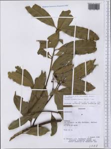 Ocotea diospyrifolia (Meisn.) Mez, Америка (AMER) (Парагвай)