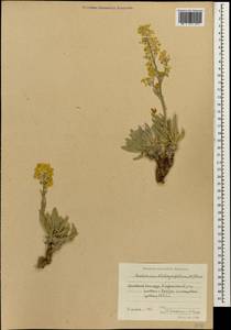 Anchonium elichrysifolium (DC.) Boiss., Кавказ, Армения (K5) (Армения)
