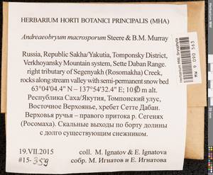 Andreaeobryum macrosporum Steere & B.M. Murray, Гербарий мохообразных, Мхи - Якутия (B19) (Россия)