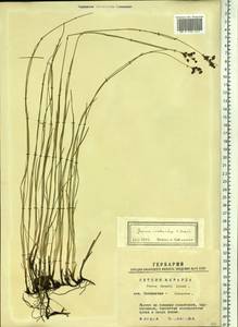 Juncus persicus subsp. libanoticus (Thiébaut) Novikov & Snogerup, Сибирь, Западная Сибирь (S1) (Россия)