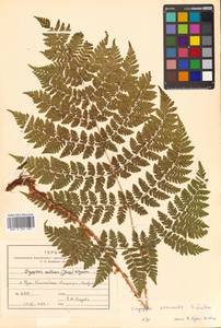 Dryopteris dilatata subsp. dilatata, Сибирь, Дальний Восток (S6) (Россия)