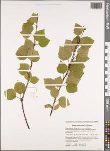 Betula pubescens subsp. pubescens, Восточная Европа, Северный район (E1) (Россия)
