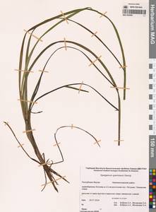 Ежеголовник злаковидный, Ежеголовник злаковый Georgi, Сибирь, Якутия (S5) (Россия)