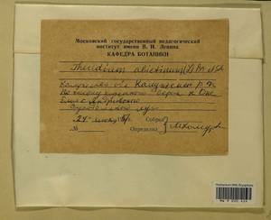 Abietinella abietina (Hedw.) M. Fleisch., Гербарий мохообразных, Мхи - Центральное Нечерноземье (B6) (Россия)