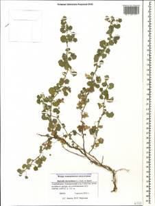 Мальвочка Жерара (L.) Jaub. & Spach, Кавказ, Азербайджан (K6) (Азербайджан)